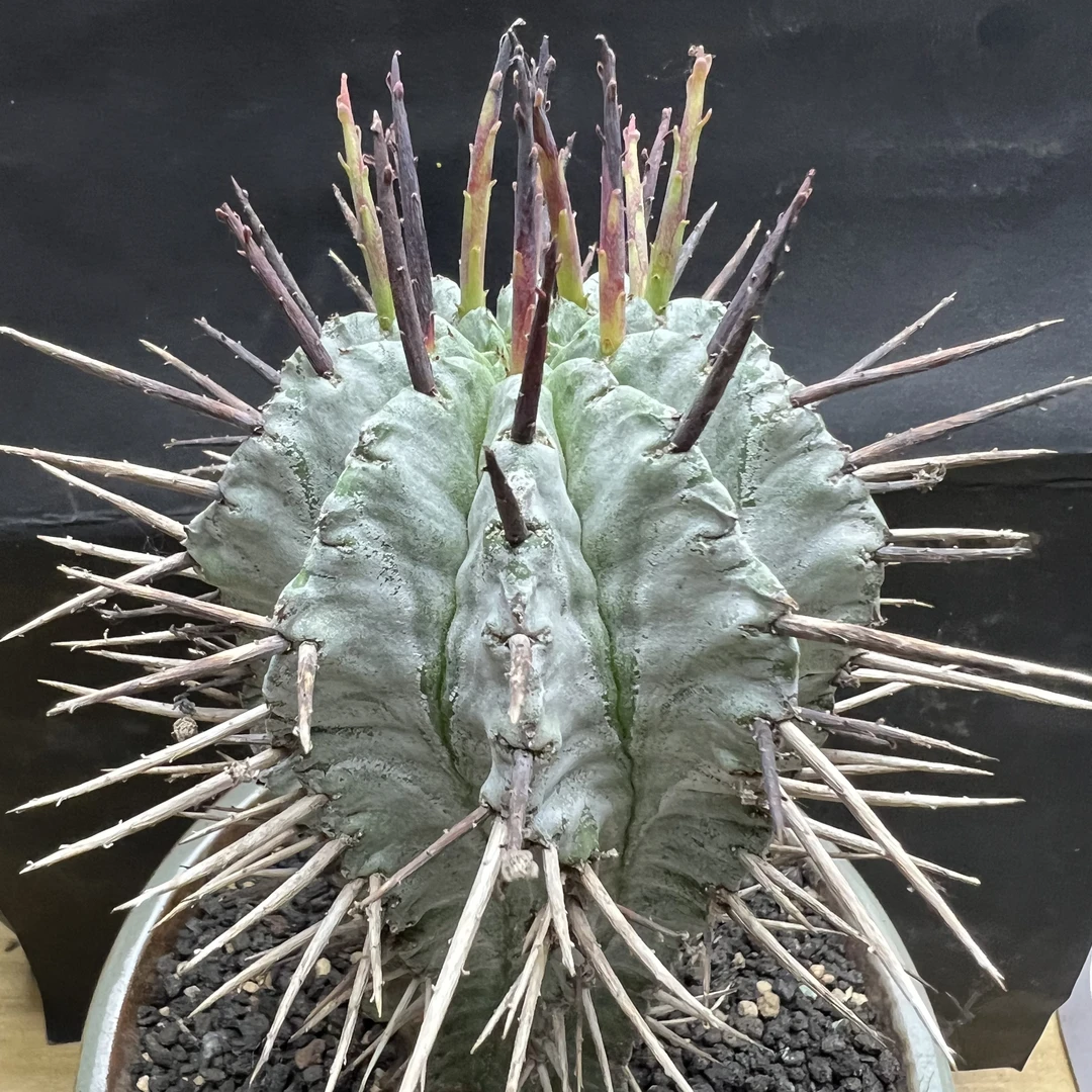 宇田强刺老桩白衣魁伟玉仙人球块根多肉植物龙舌兰硬叶十二卷卧牛