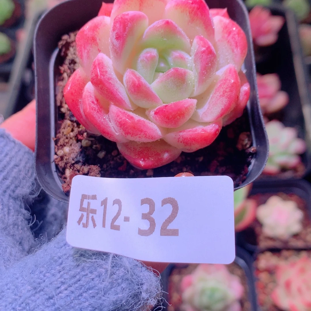 乐然12-32 新品单头
