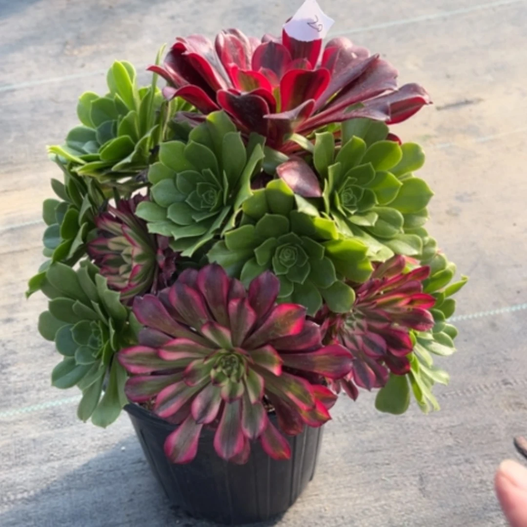 【闪购商品】逢*20嫁接多肉法师