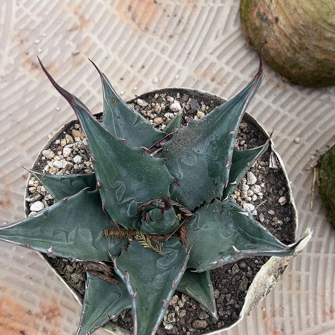 蒙特雷植物龙舌兰