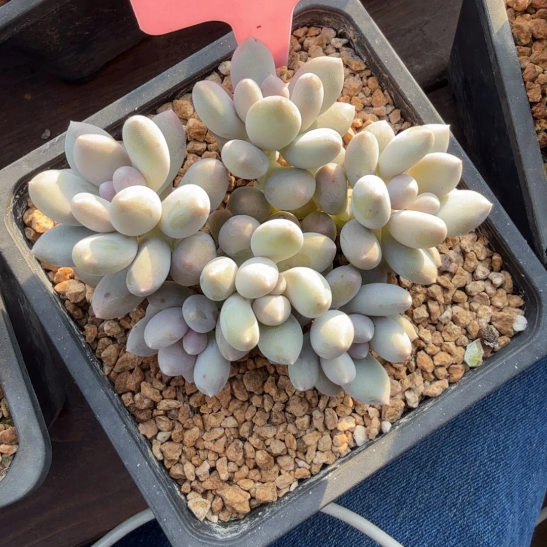 日月星辰22222222222222