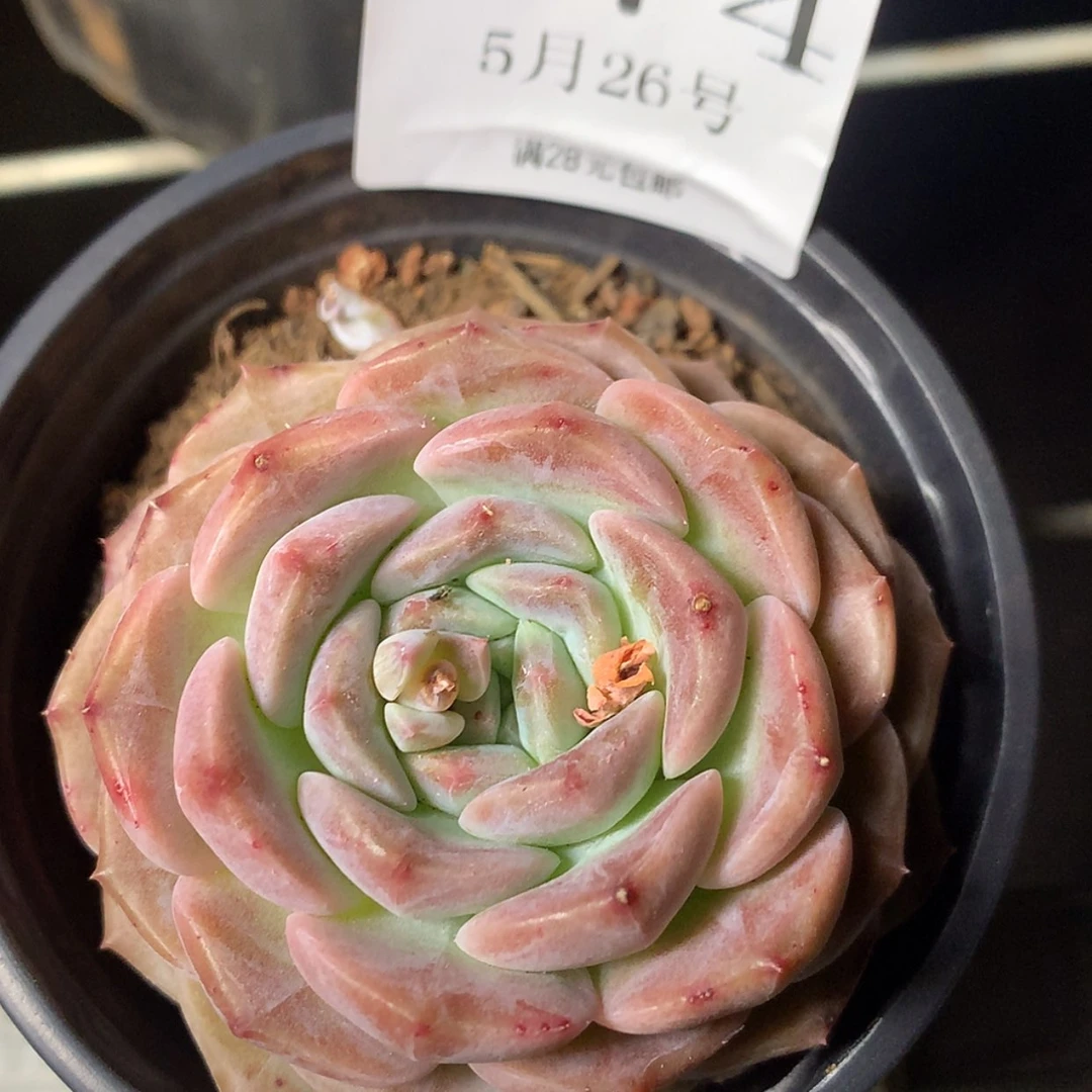 【闪购商品】云174号