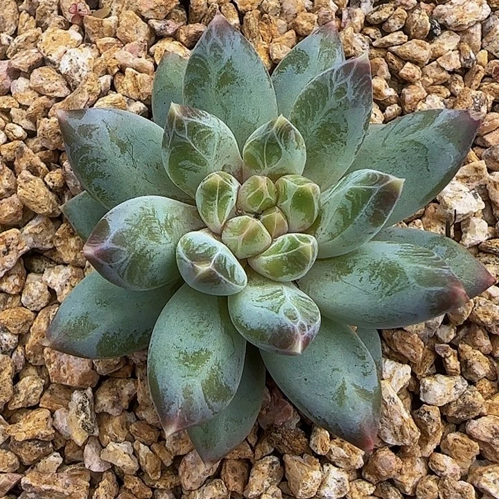 孔雀翎066多肉植物