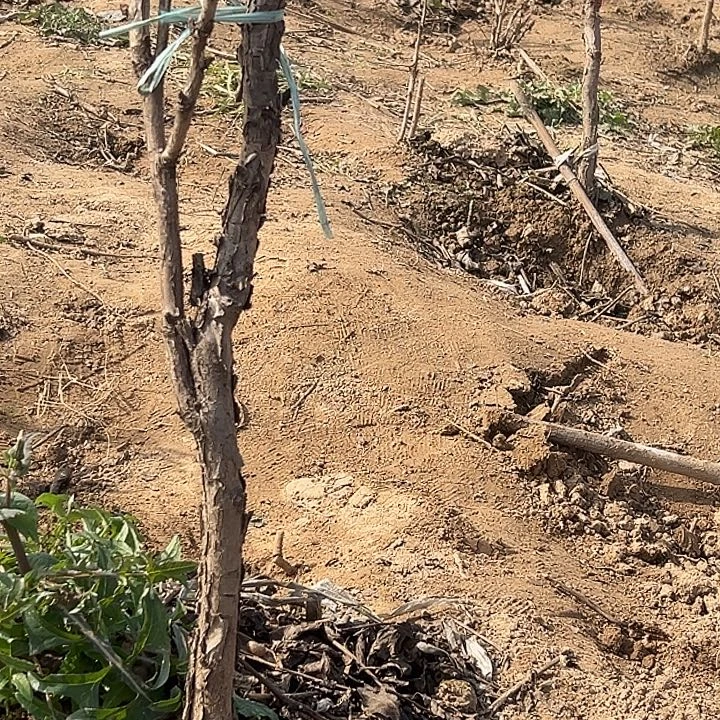 百***姐完全开放花王大颗