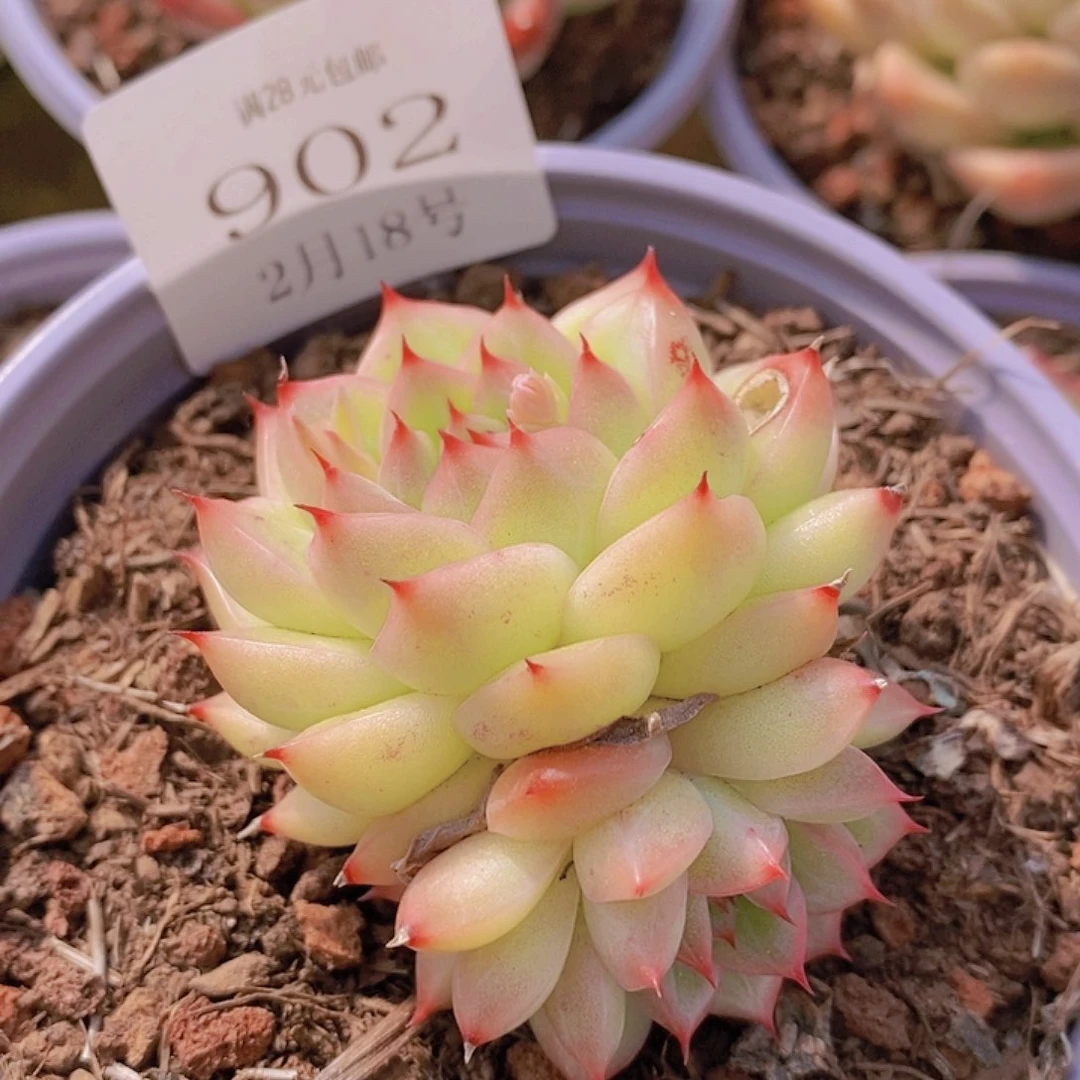 【闪购商品】云902