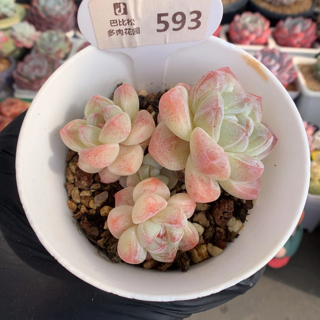 593 糖心冰玉多肉