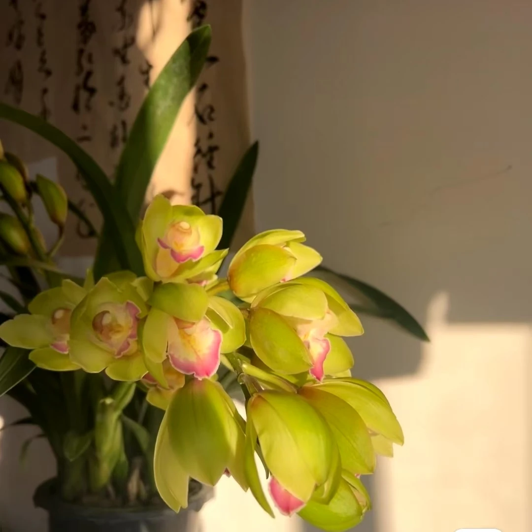 【钢琴家】大花惠兰年宵花带花剑发货