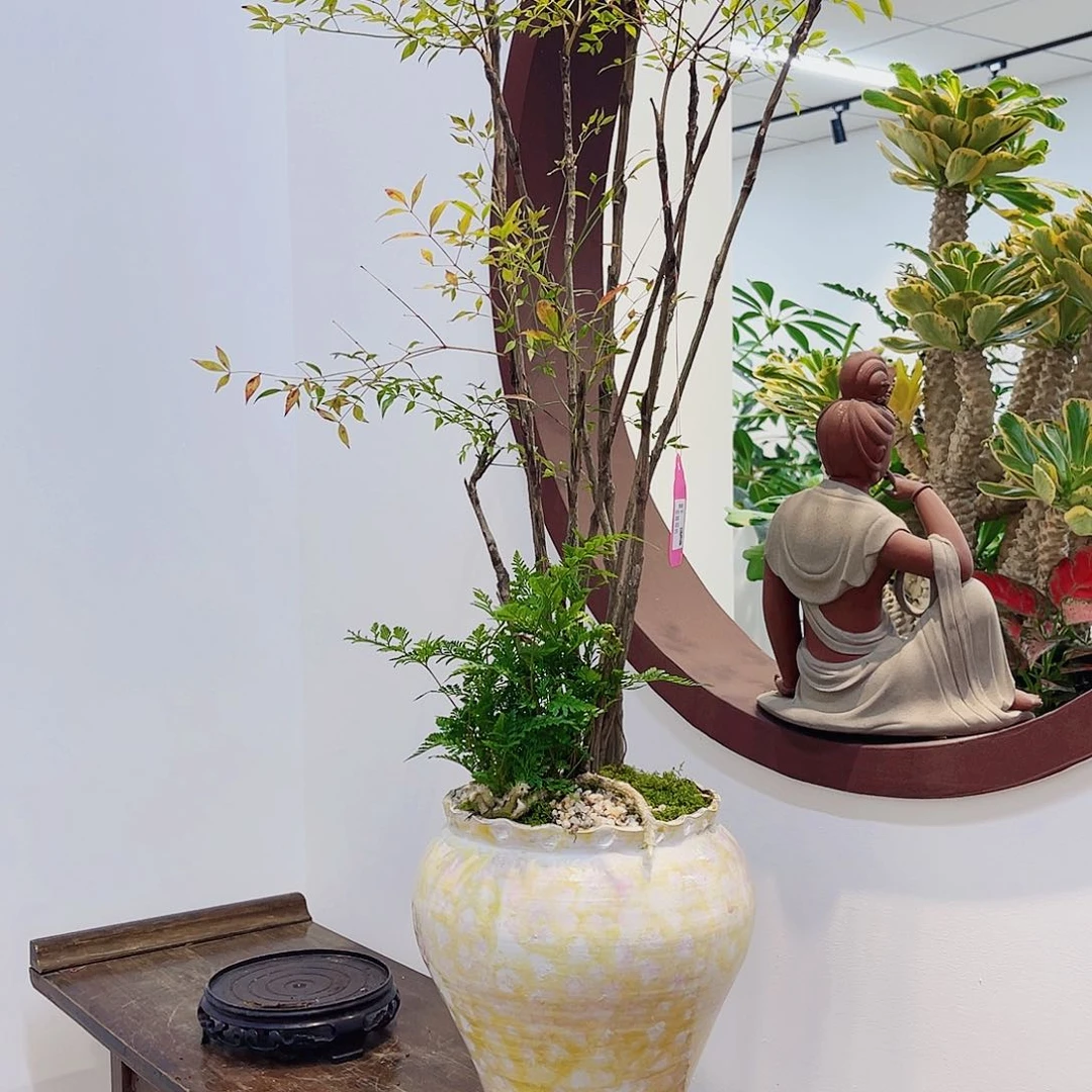 无花朵高端盆景一物一拍