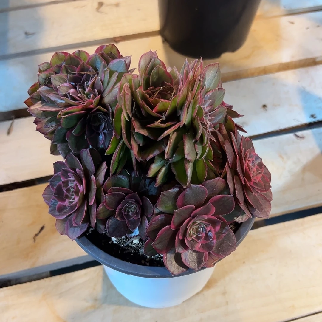 粉花妖缀化新品朵缀