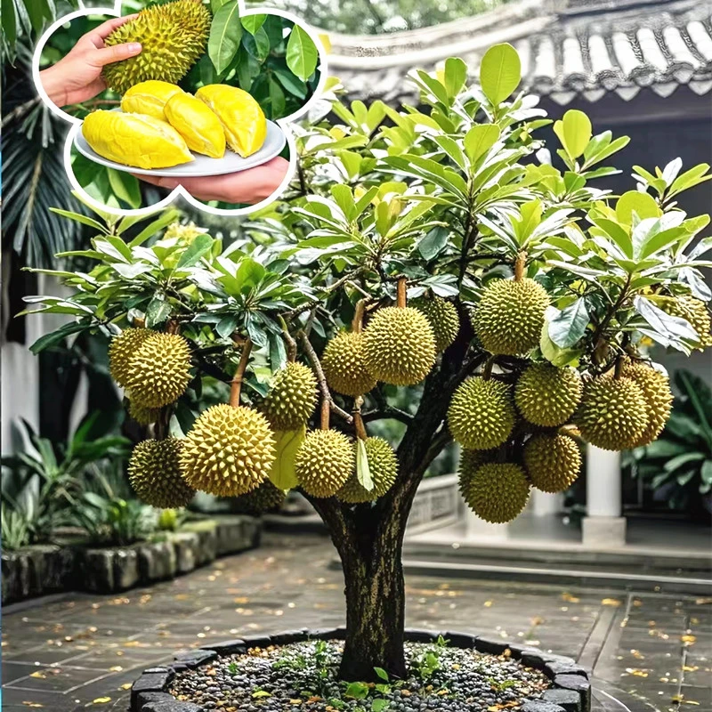 正宗改良嫁接榴莲树苗南北方种植猫山王金枕头榴莲苗盆栽耐寒易活