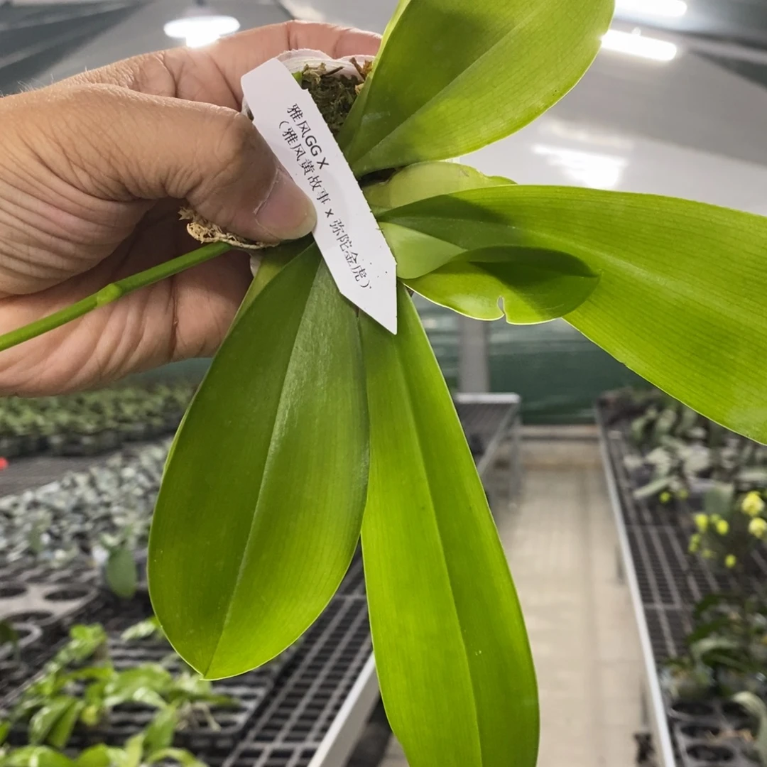 当前无花栽培后可以开花1.7带花苞爆根苗随时可以升杯