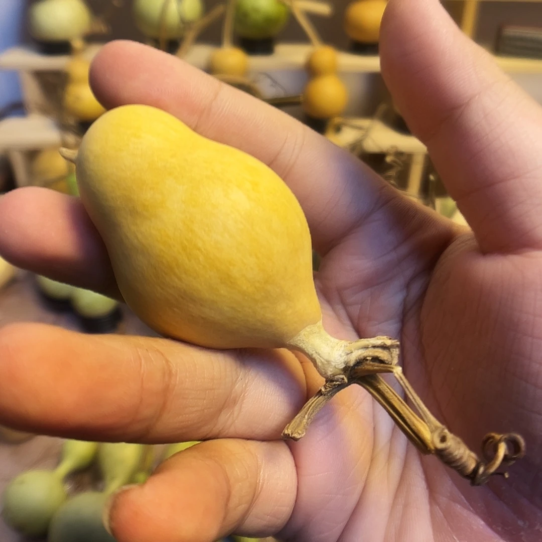 太***极大叶紫檀（黑酸枝木类）