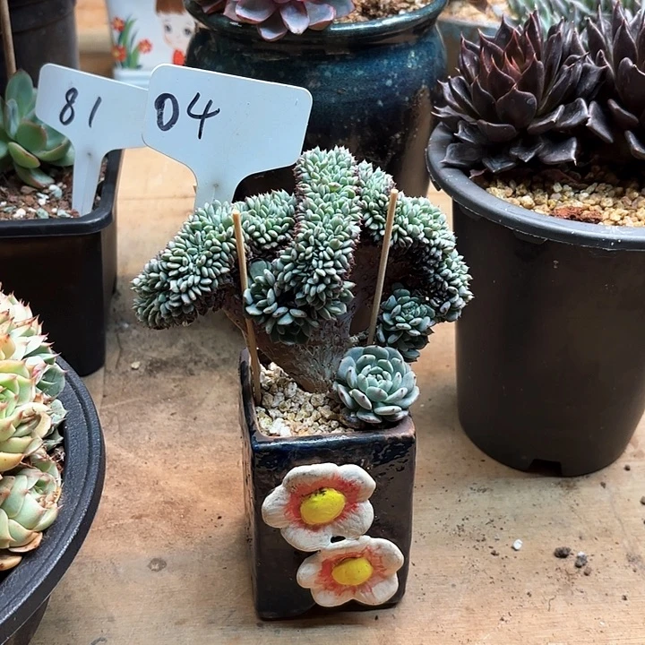 多肉植物，白胖子缀4号