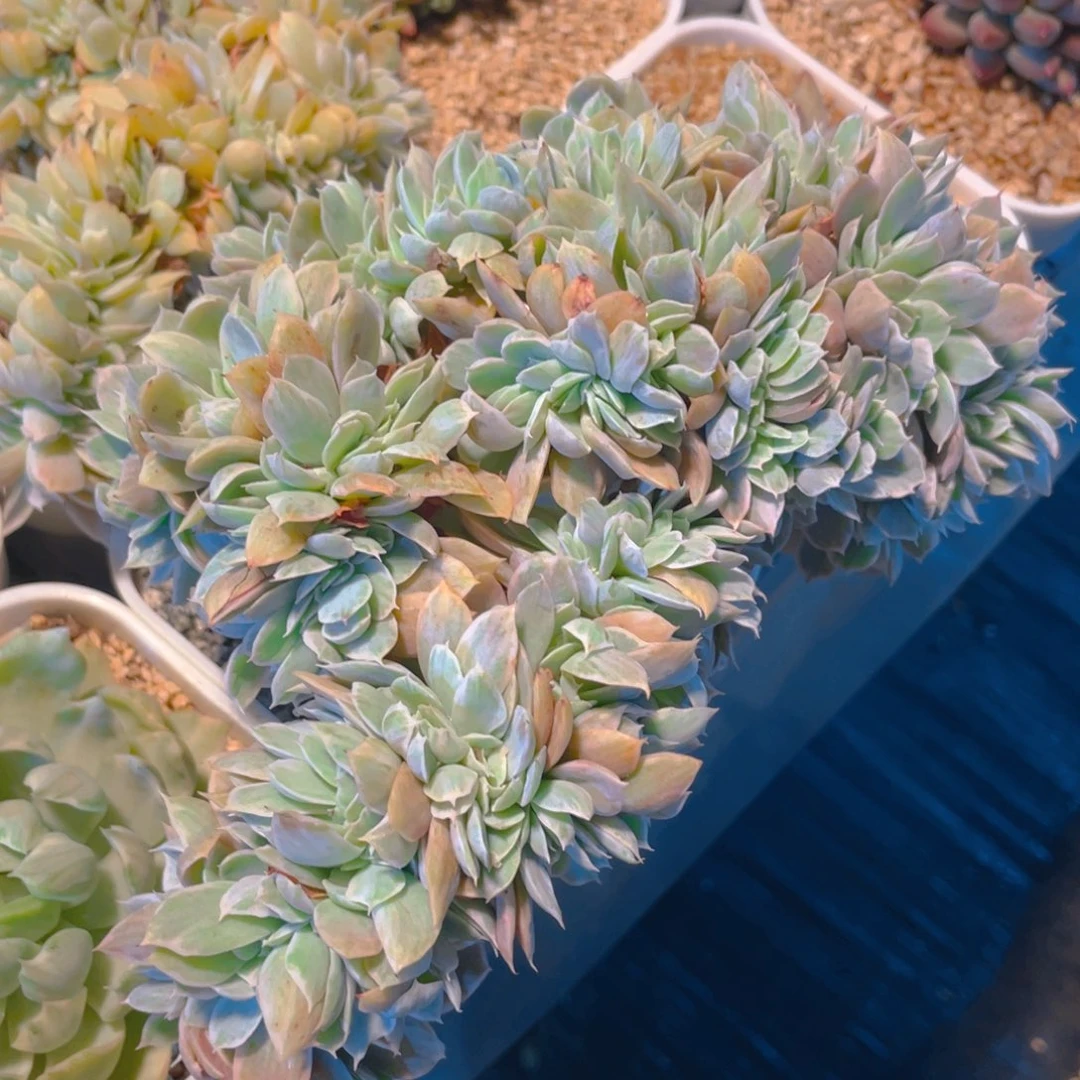 伯克利白石化锦缀化多肉植物一棵