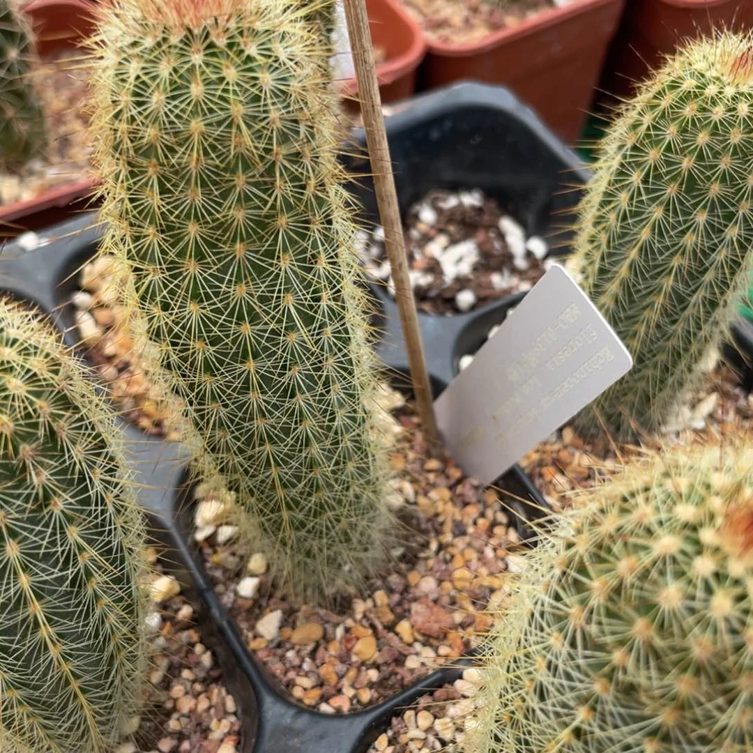 鹿角柱实生仙人球鲜红虾