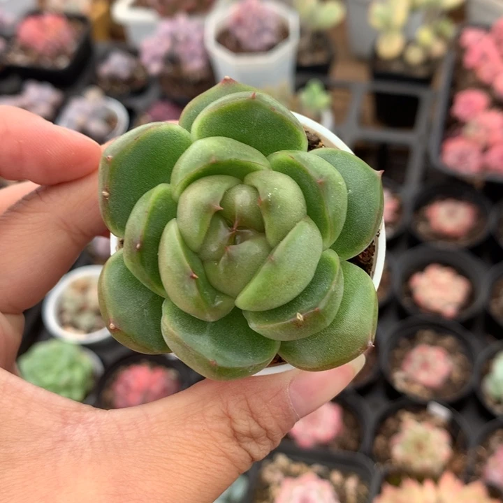 精控绿胖子珍妮多肉