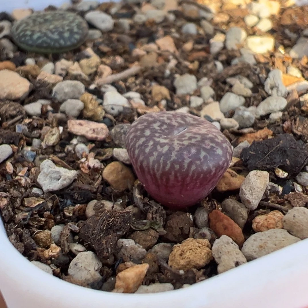 超长流水康杂多肉