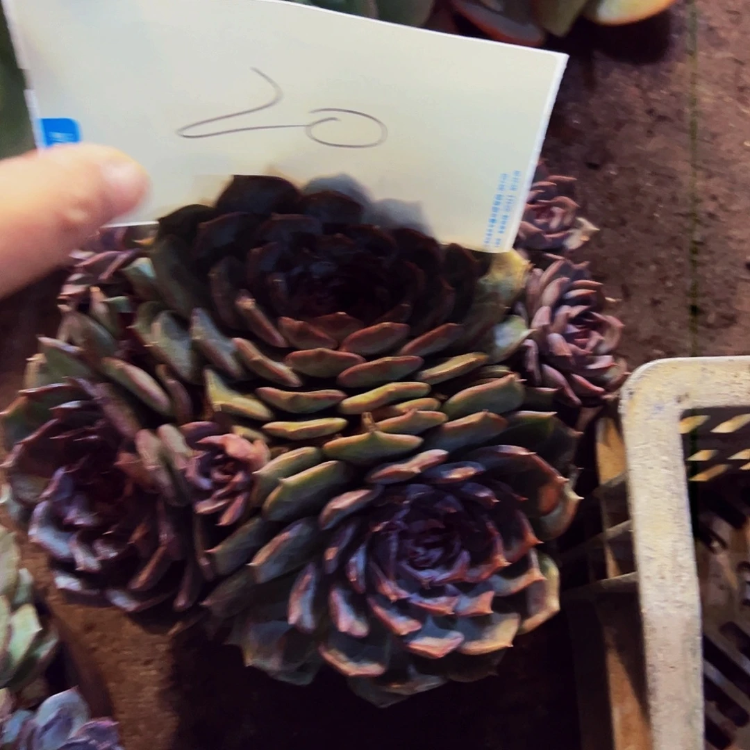 20号一物一拍脱土包邮