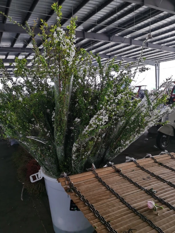 开花雪柳 1米 云南直发 0下温度请拍保温棉