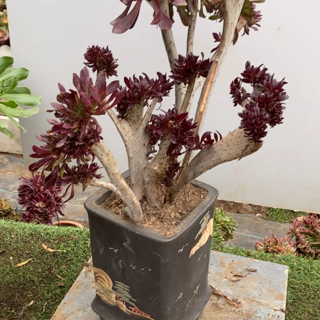 D***P不开花植物1016号黑法师缀化1颗