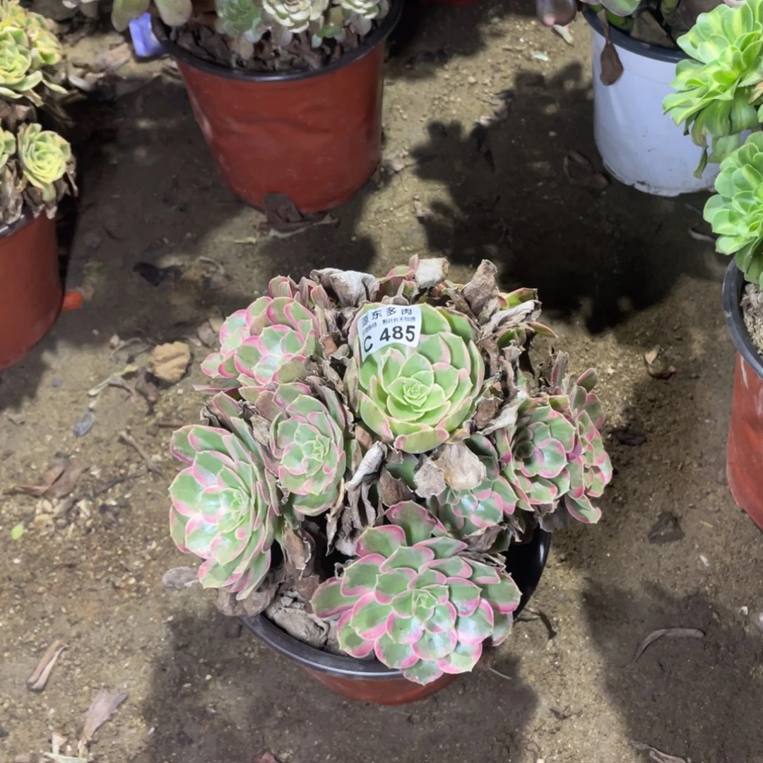 485安娜多肉法师断枝不包