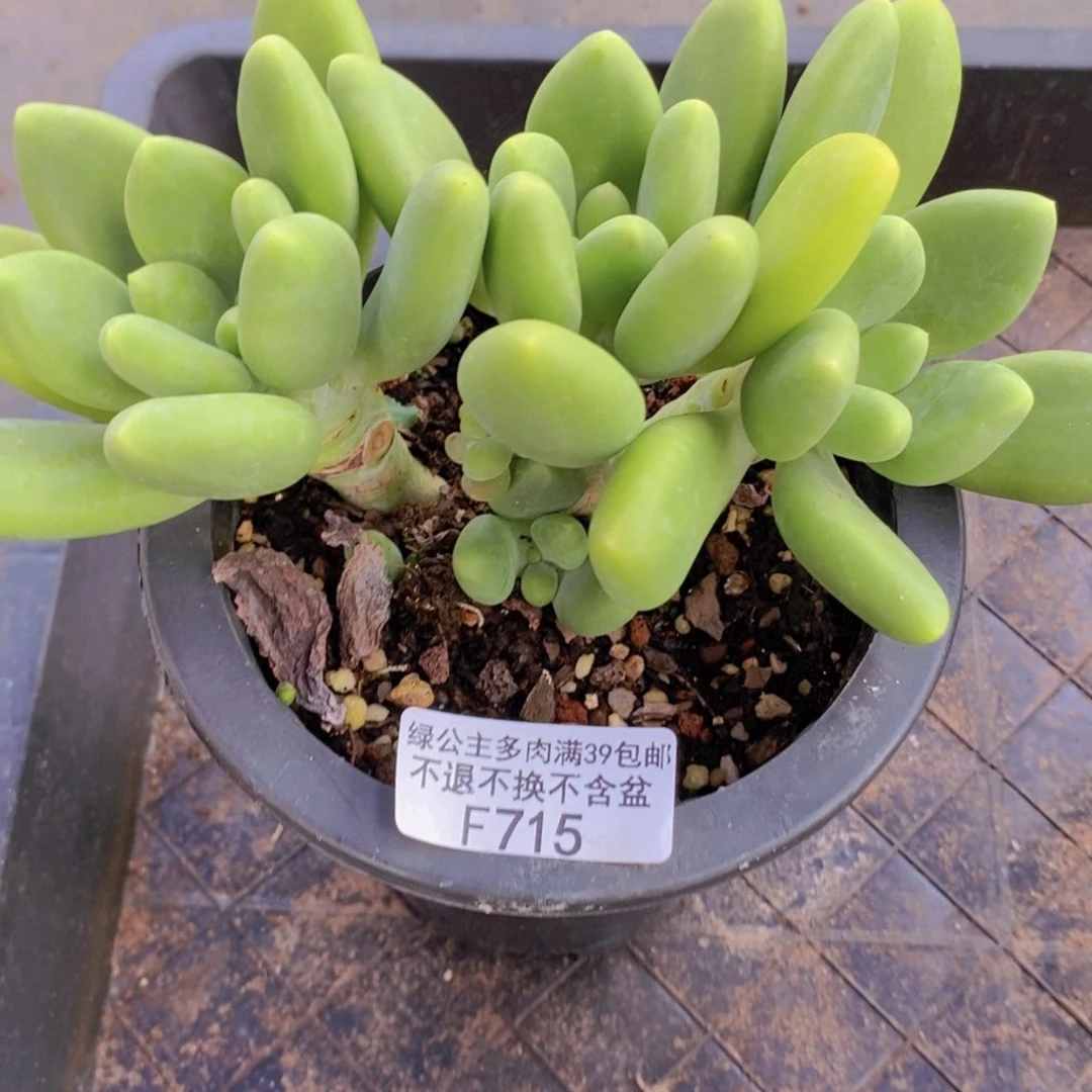 芒果奶12cm715多肉植物