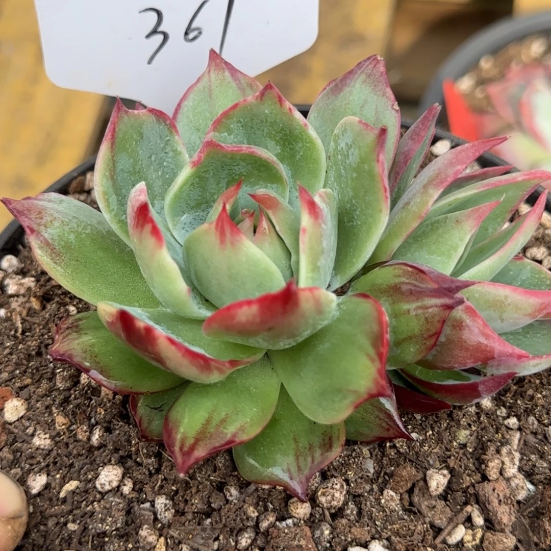 惊鸿一物一拍包装收缩花旱361