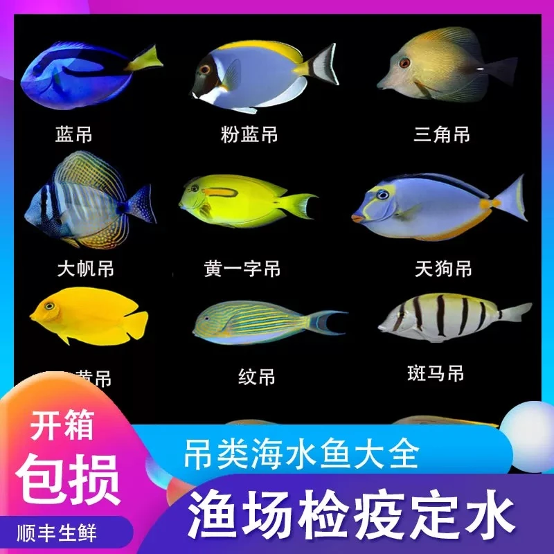 海水观赏鱼蝶类,仙类，吊类，小丑，直播间一物一拍3公斤水体