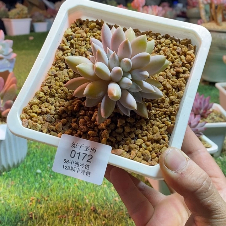 0172啊啊啊啊啊啊啊啊啊啊啊