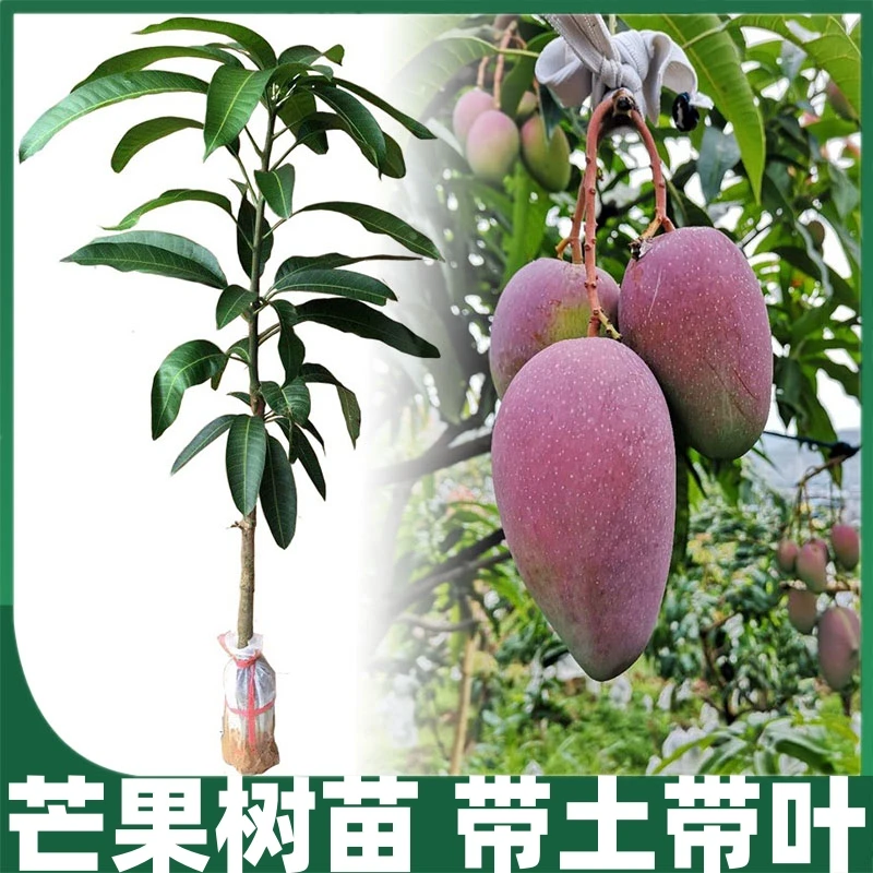 金煌芒果树苗台农四季蜜芒贵妃芒苗四季当年结果嫁接果树苗