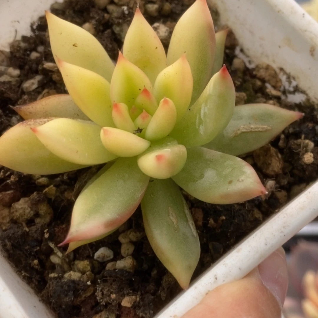 320东云杂锦锦锦锦锦锦锦