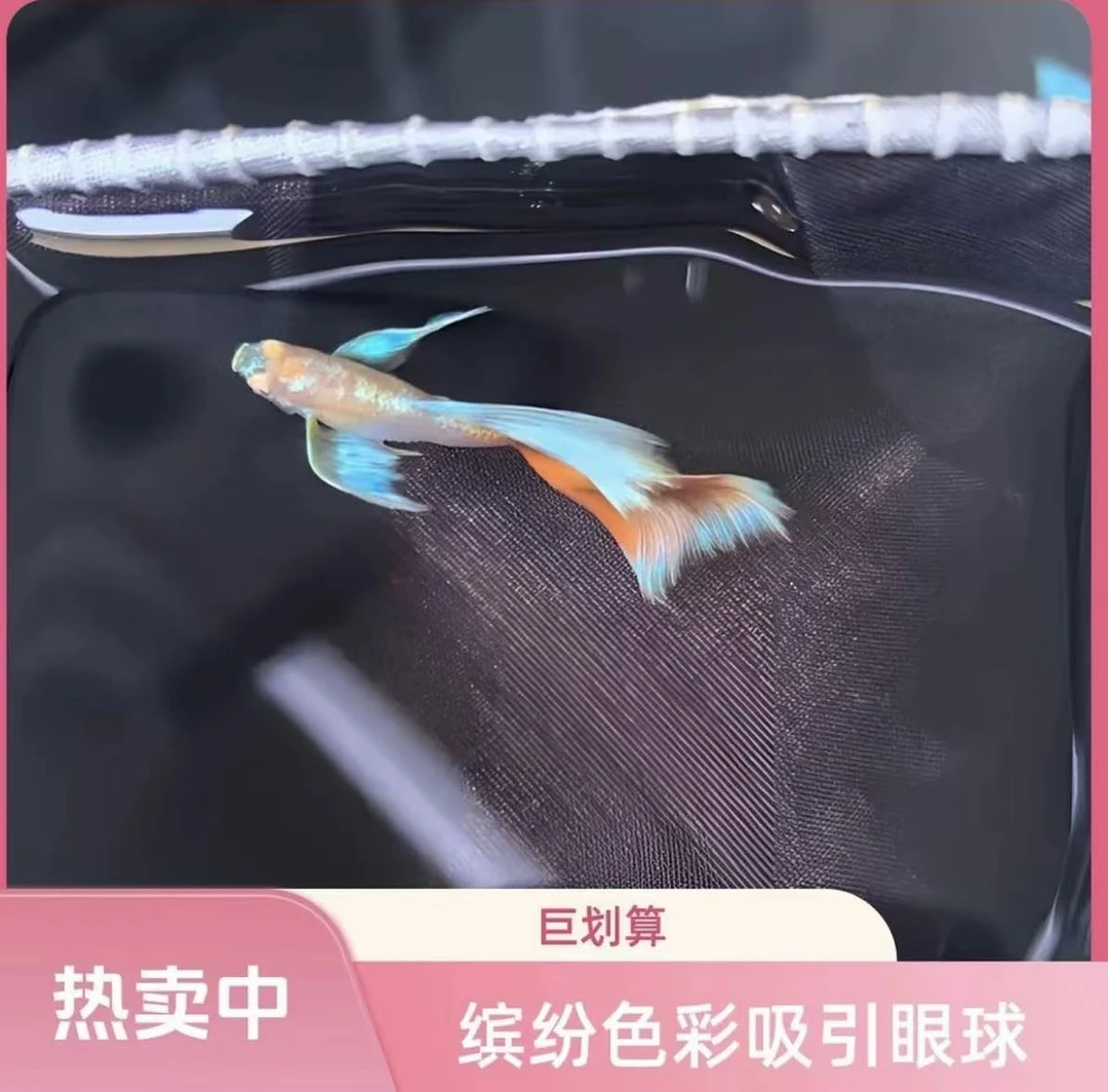 火烧云欧翼飞船孔雀鱼小型热带观赏鱼好养耐活