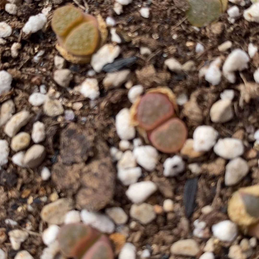 班克雪花磁铁一颗