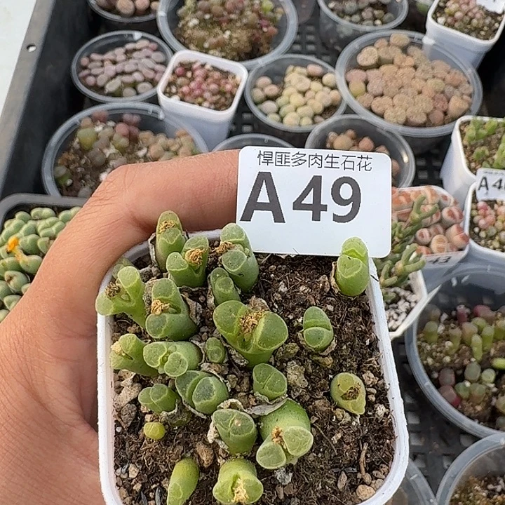 49多肉植物多肉植物