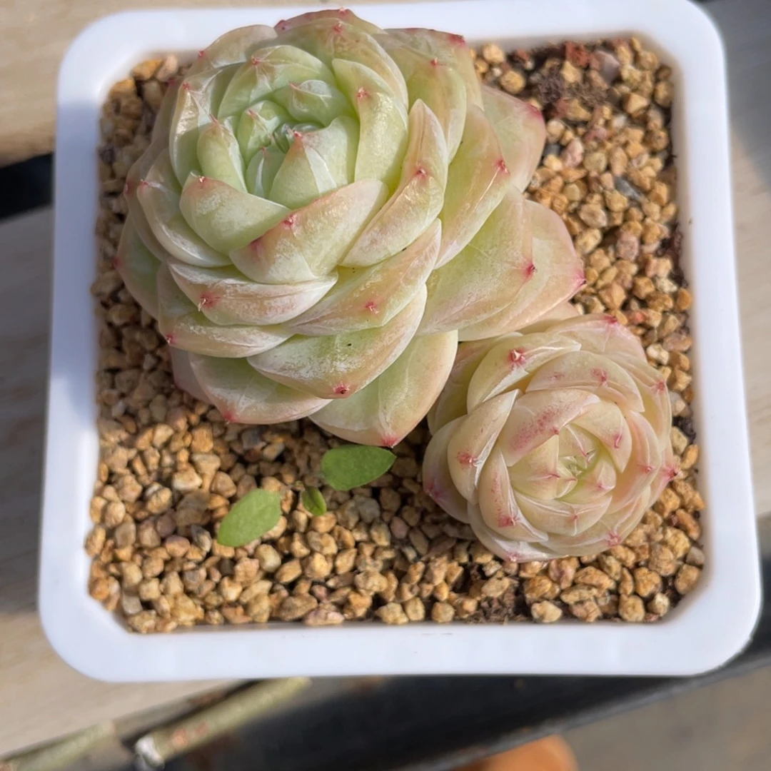 优选奶芙珍妮多肉1812