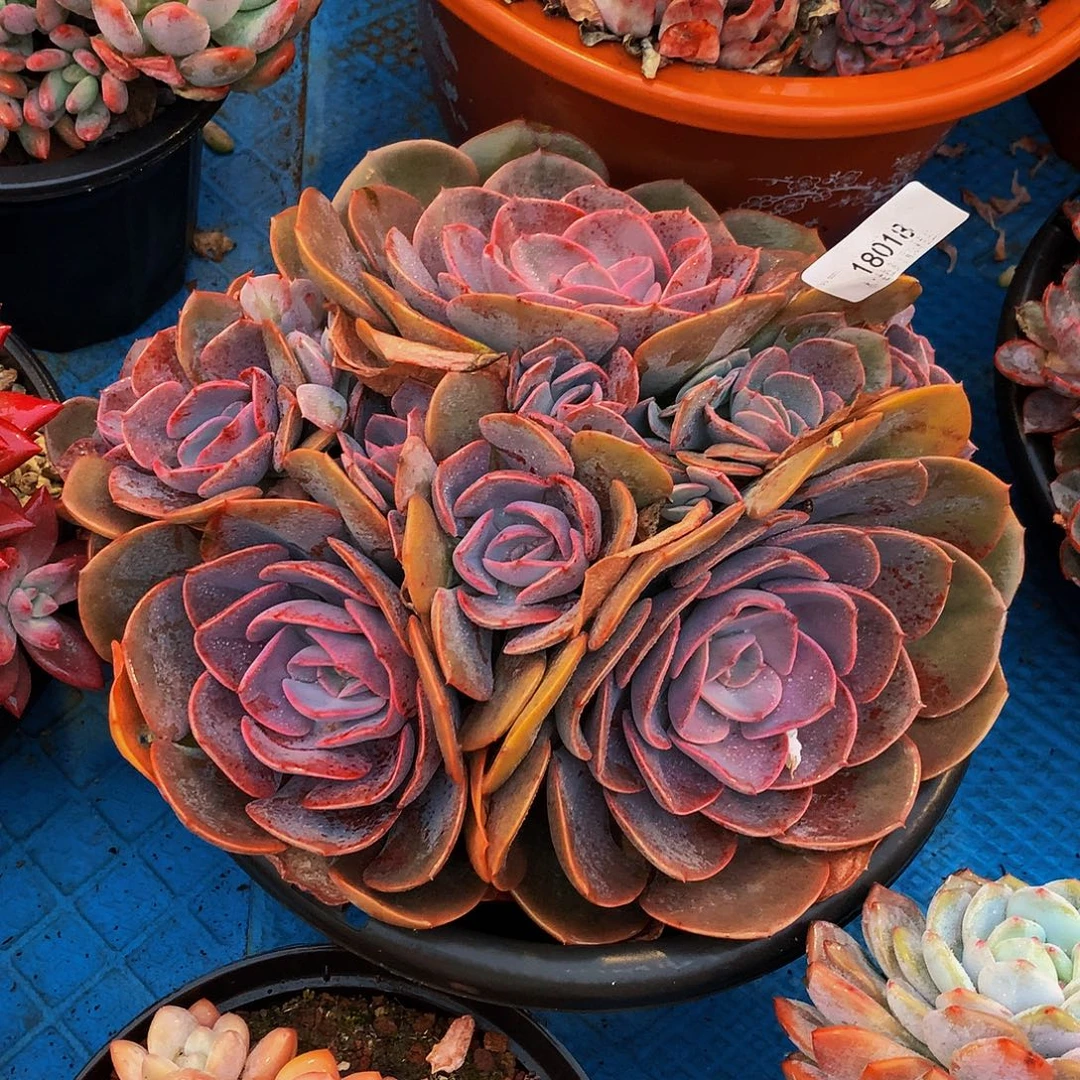 名***字    尘埃玫瑰多肉18018