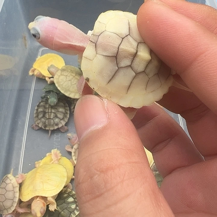 绿毛龟母奶焦1111