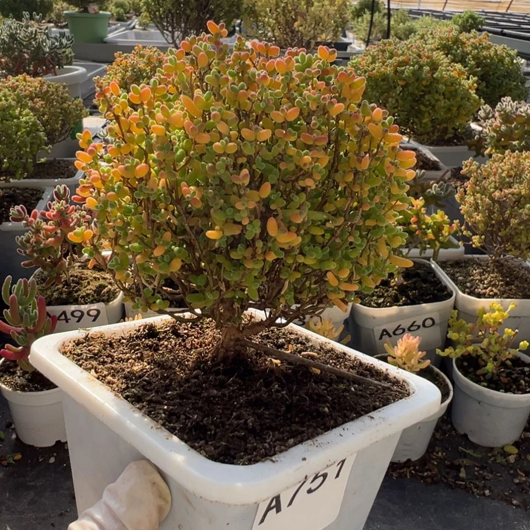 A751蜜橘糖球一物一拍