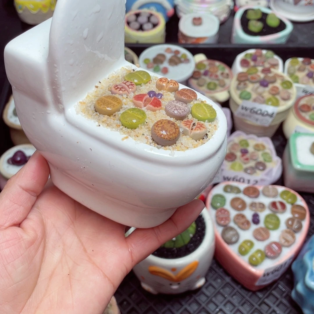 w6021 -零下地区拍保温箱-15支持寄养