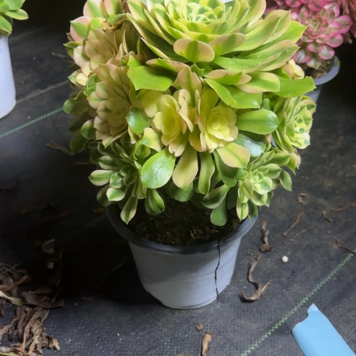 瑞妈一物一拍697