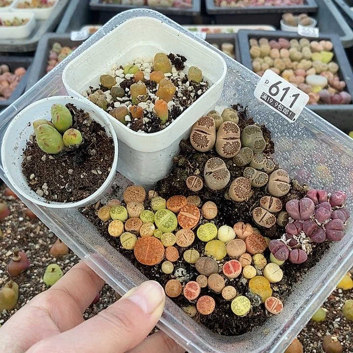 大舅生石花肉锥多肉611