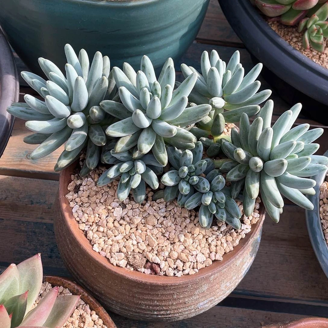 伊卡鲁斯多肉植物