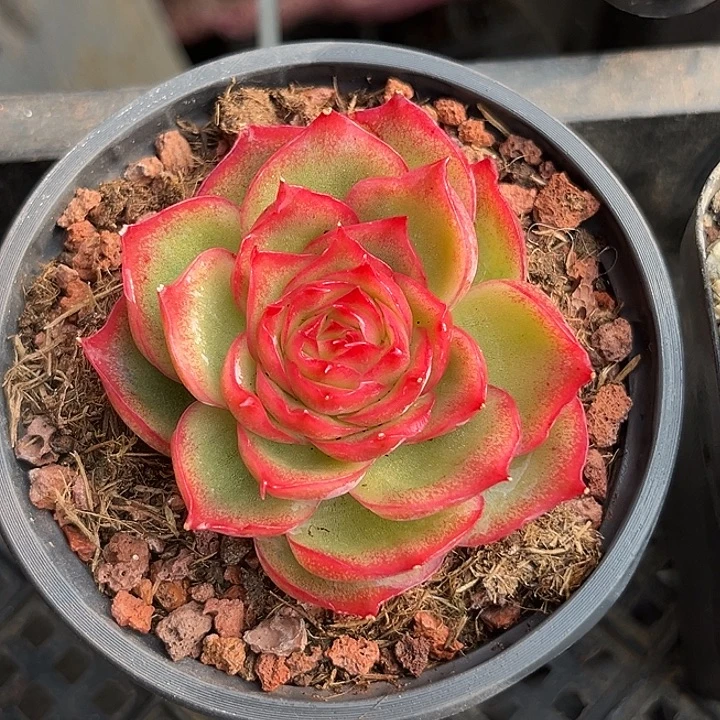 侧影玫瑰冰锦多肉植物