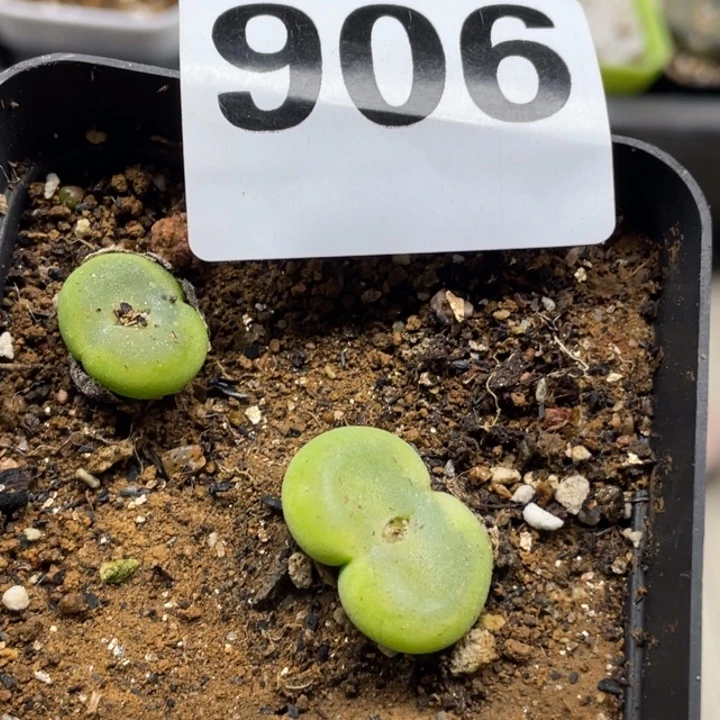 完全开放906水晶鞋带盆