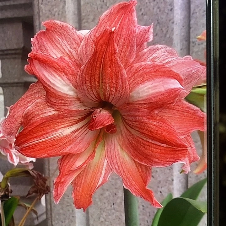 珍妮小姐5厘米朱顶红