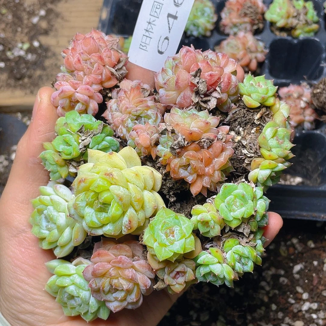 枫***站多肉植物多肉植物646