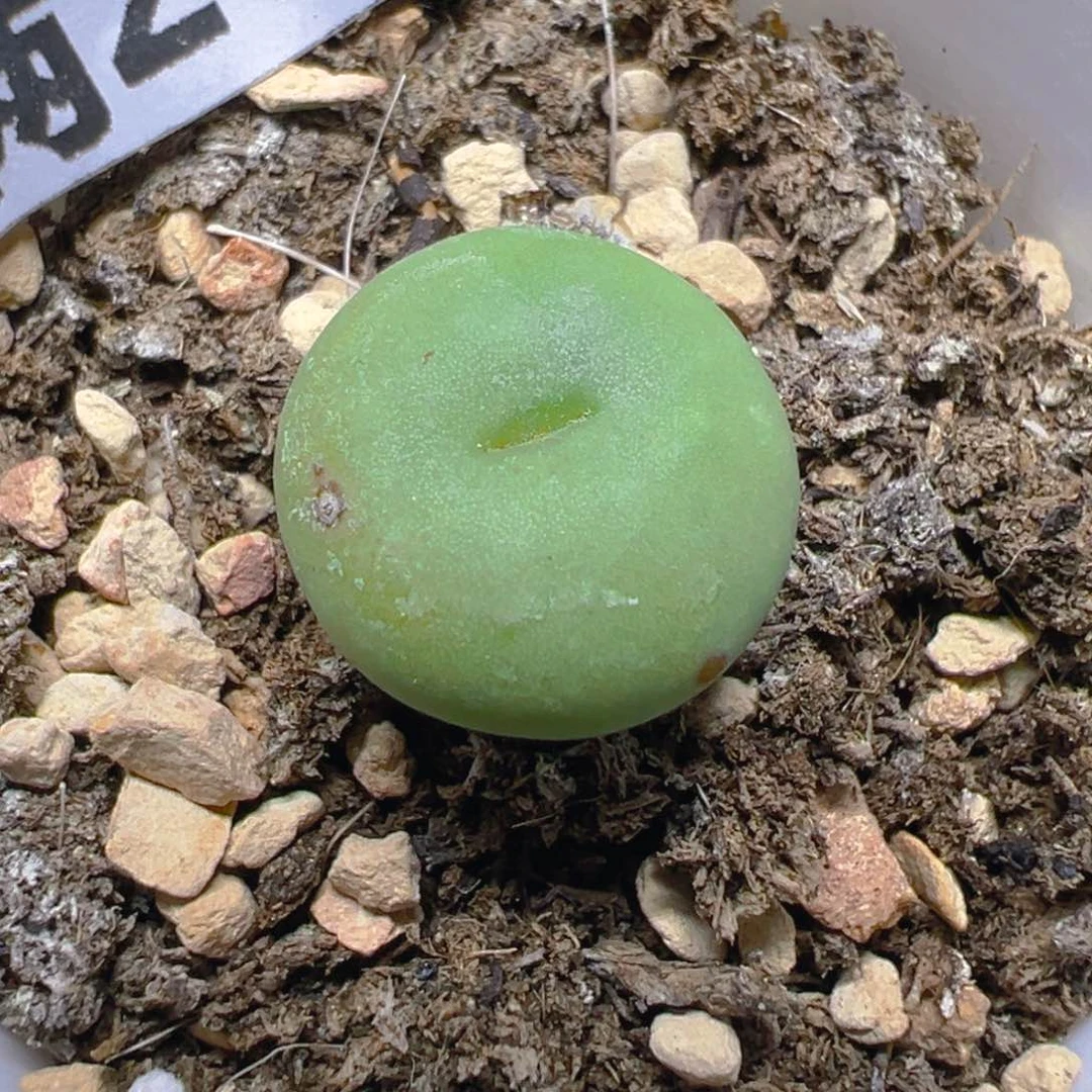 【闪购商品】 512。