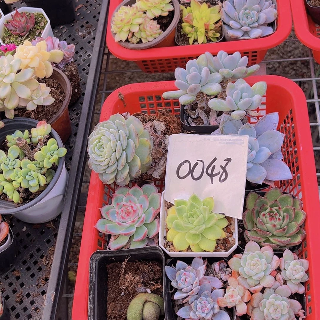 一物一拍0048福利套餐