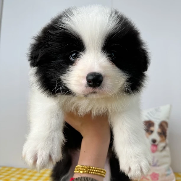 心牧缘-边牧幼犬