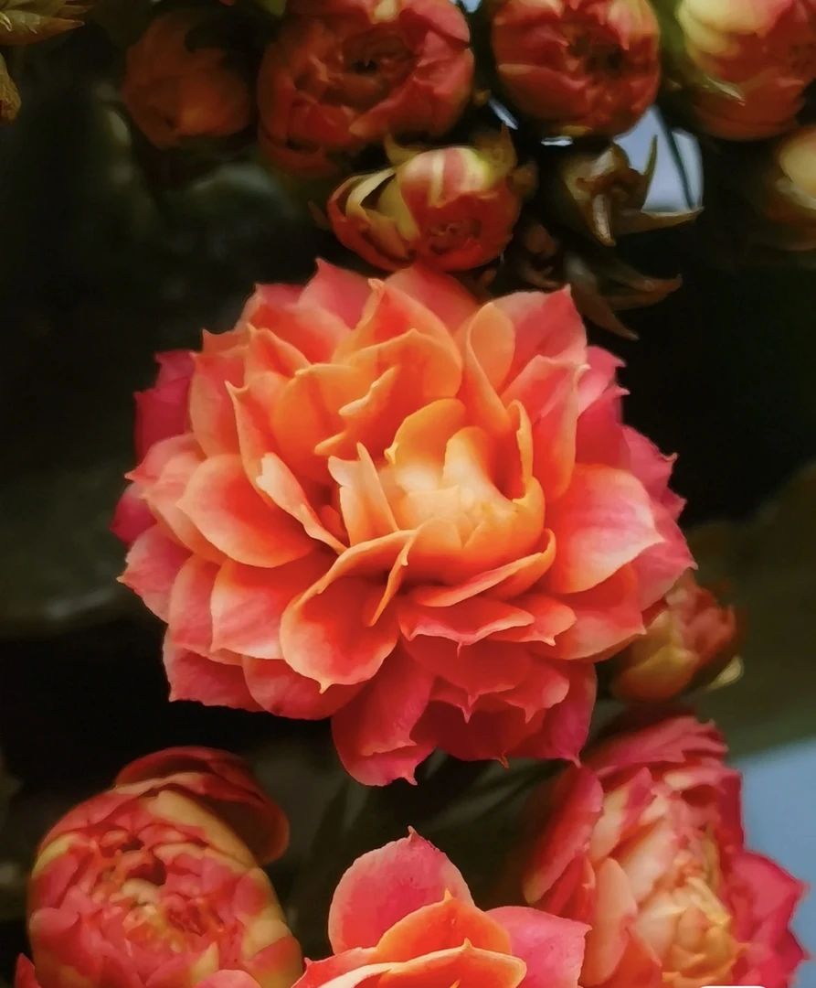 长寿花【山茶花神】110稀有品种